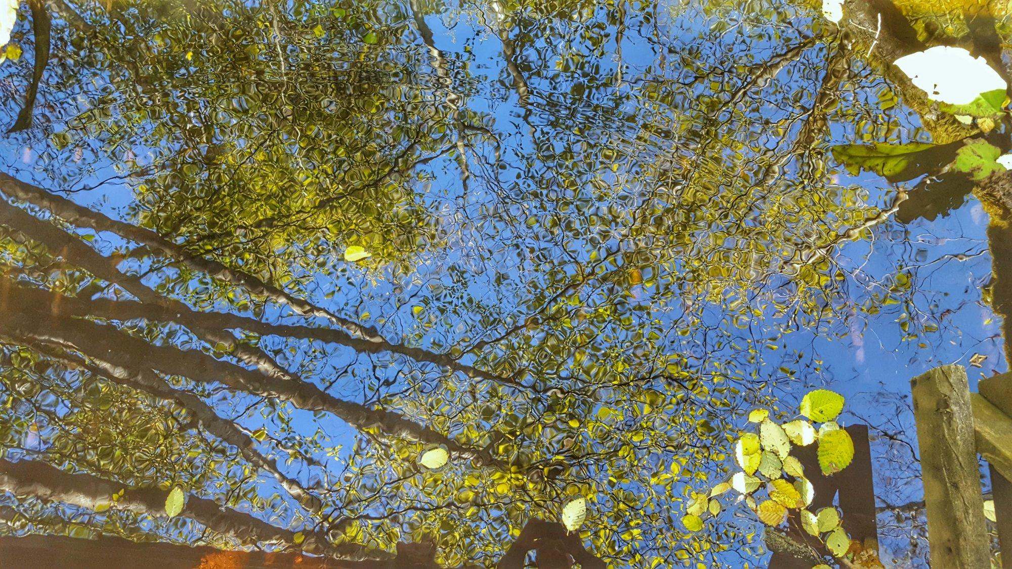 West Hylebos Wetlands Park