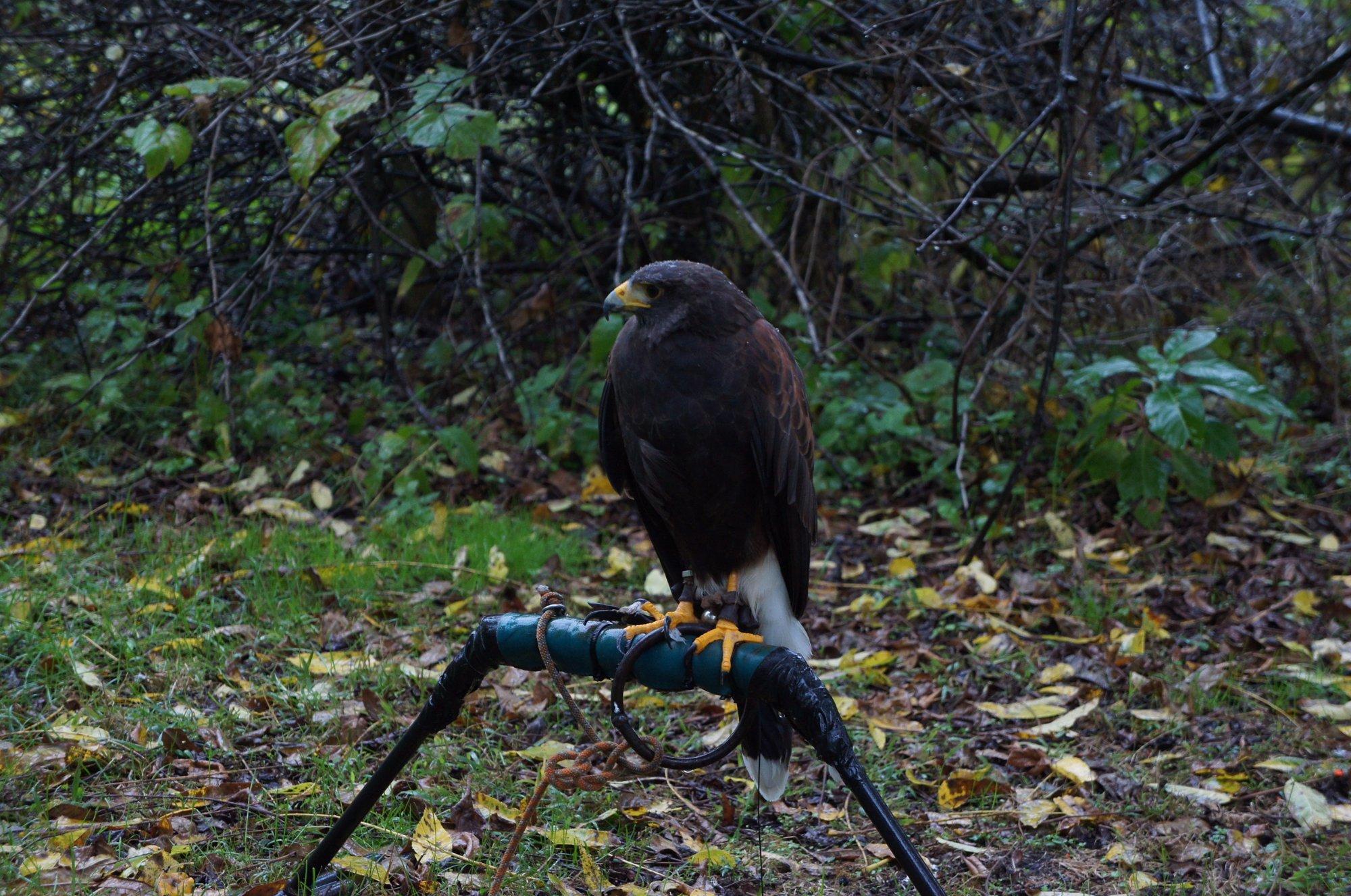 New England Falconry