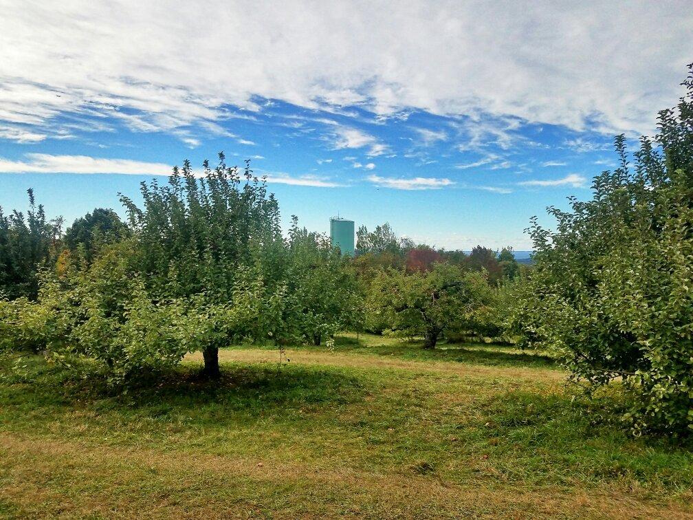 Masker Orchards