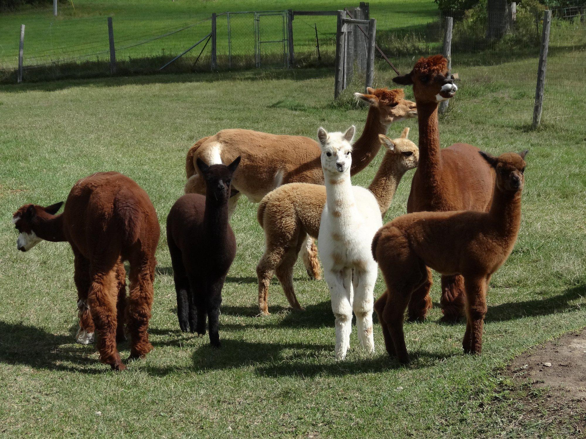 Home Again Alpaca Farm