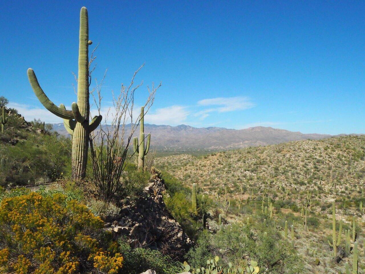 Cactus Forest Drive