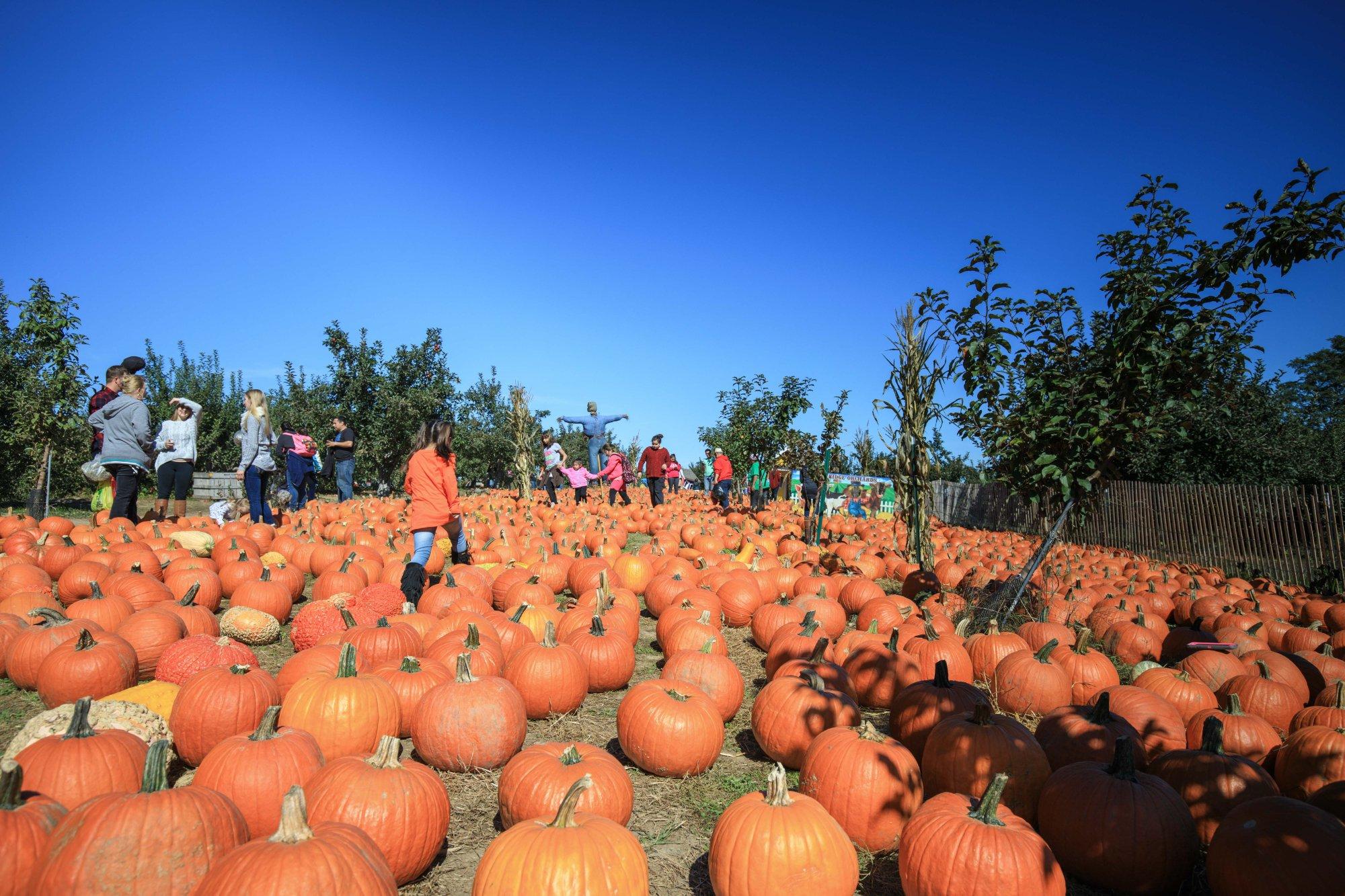 Apple Ridge Orchards