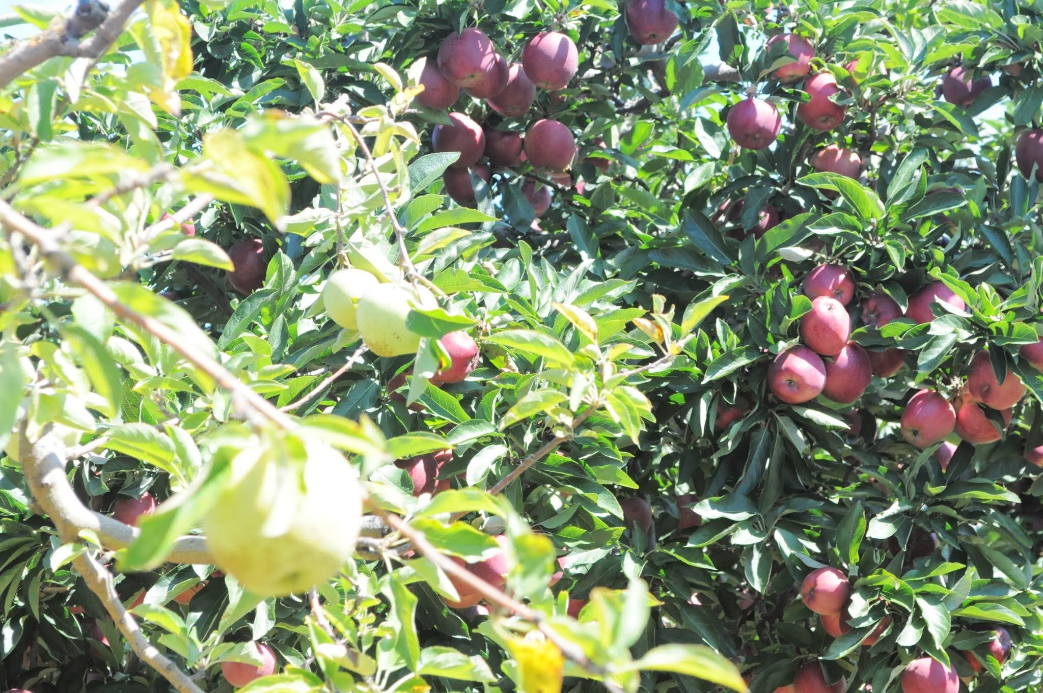 Hartland Family Orchard