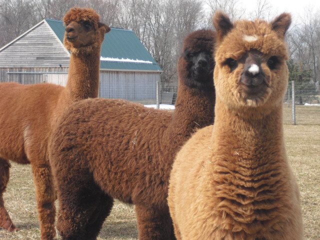 Stormwind Alpacas