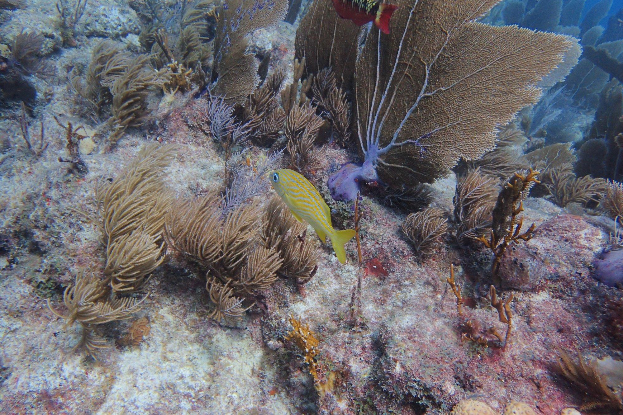 Carysfort Reef Lighthouse reef