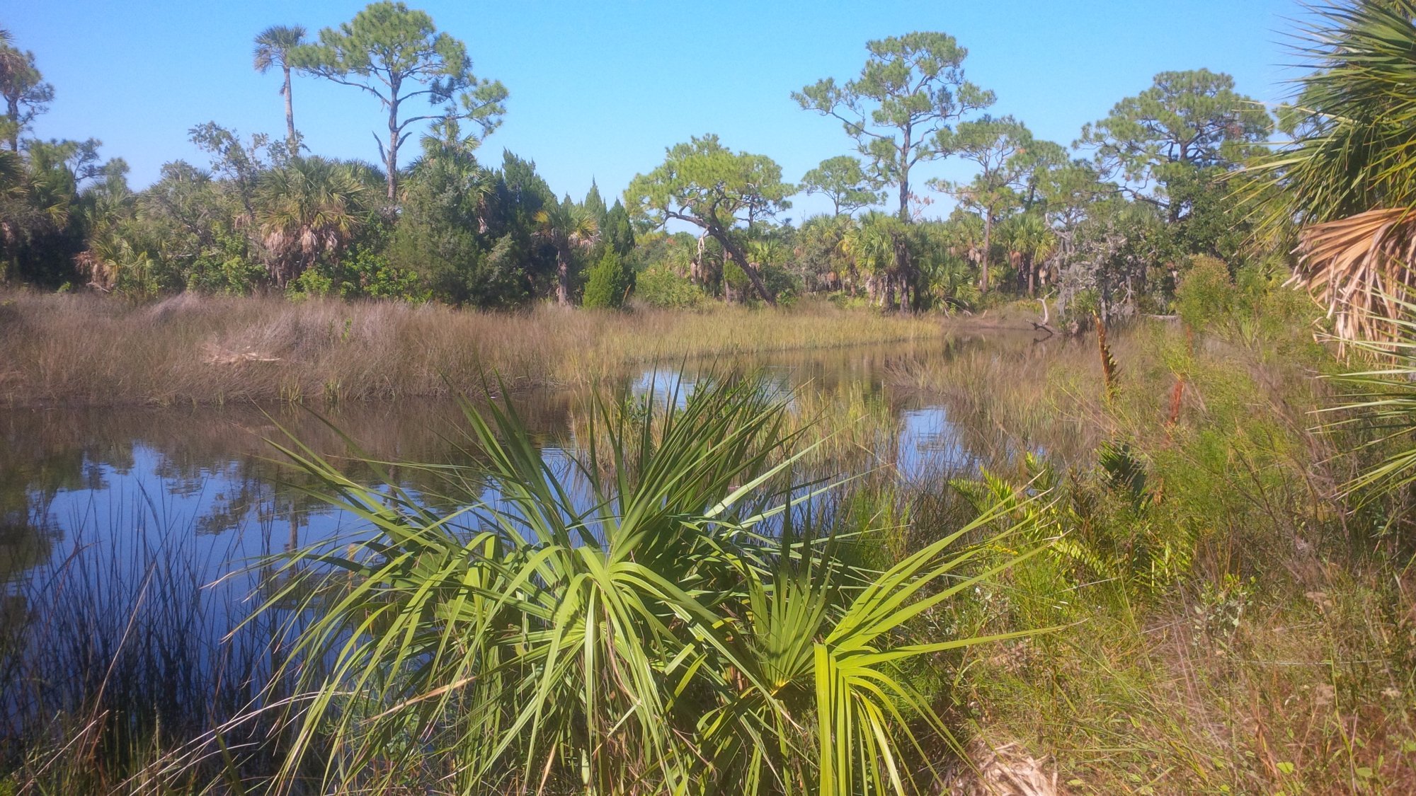 Werner-Boyce Salt Springs State Park