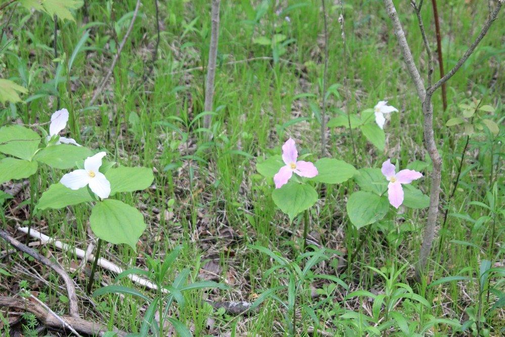 Dumfries Conservation Area