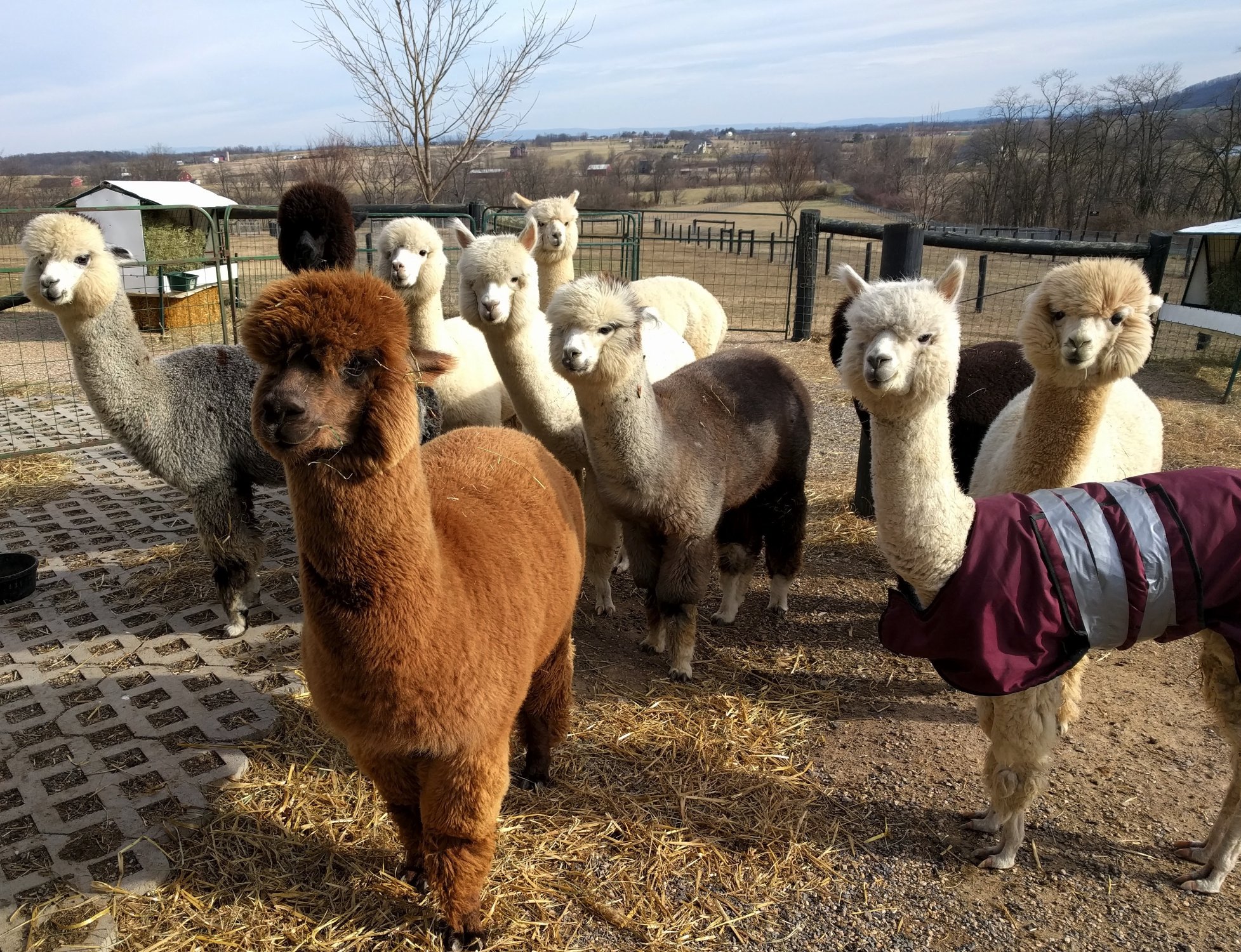 Long Acres Alpaca Farm