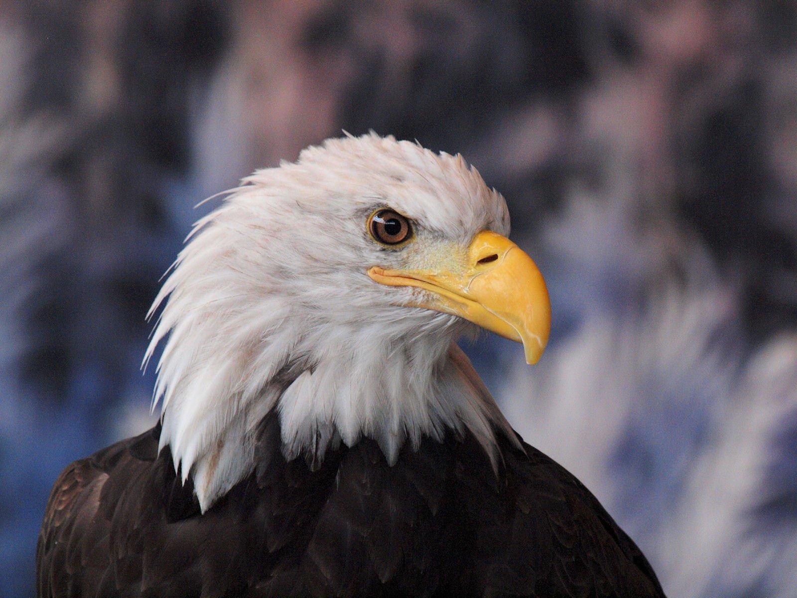 American Bald Eagle Foundation