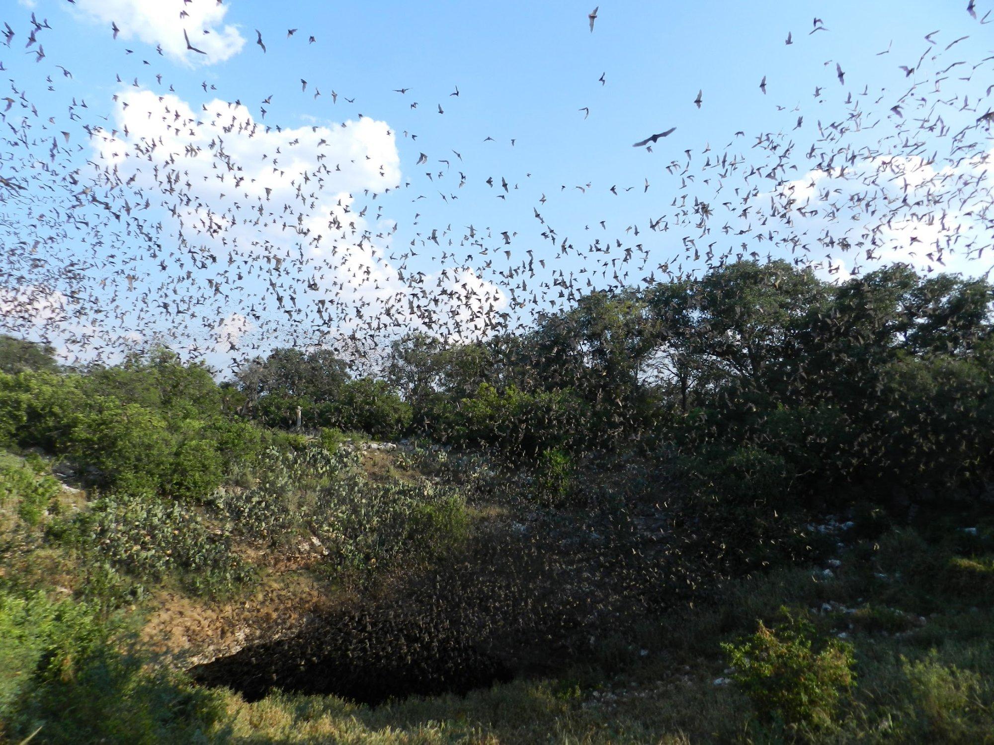 Bracken Bat Flight