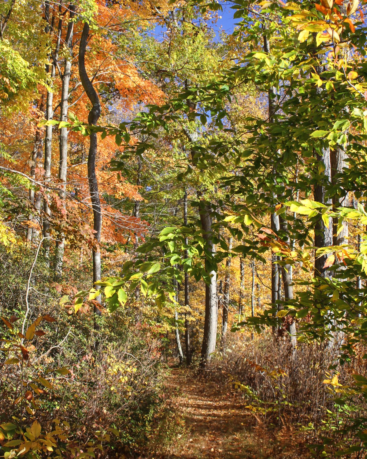 Flanders Nature Center