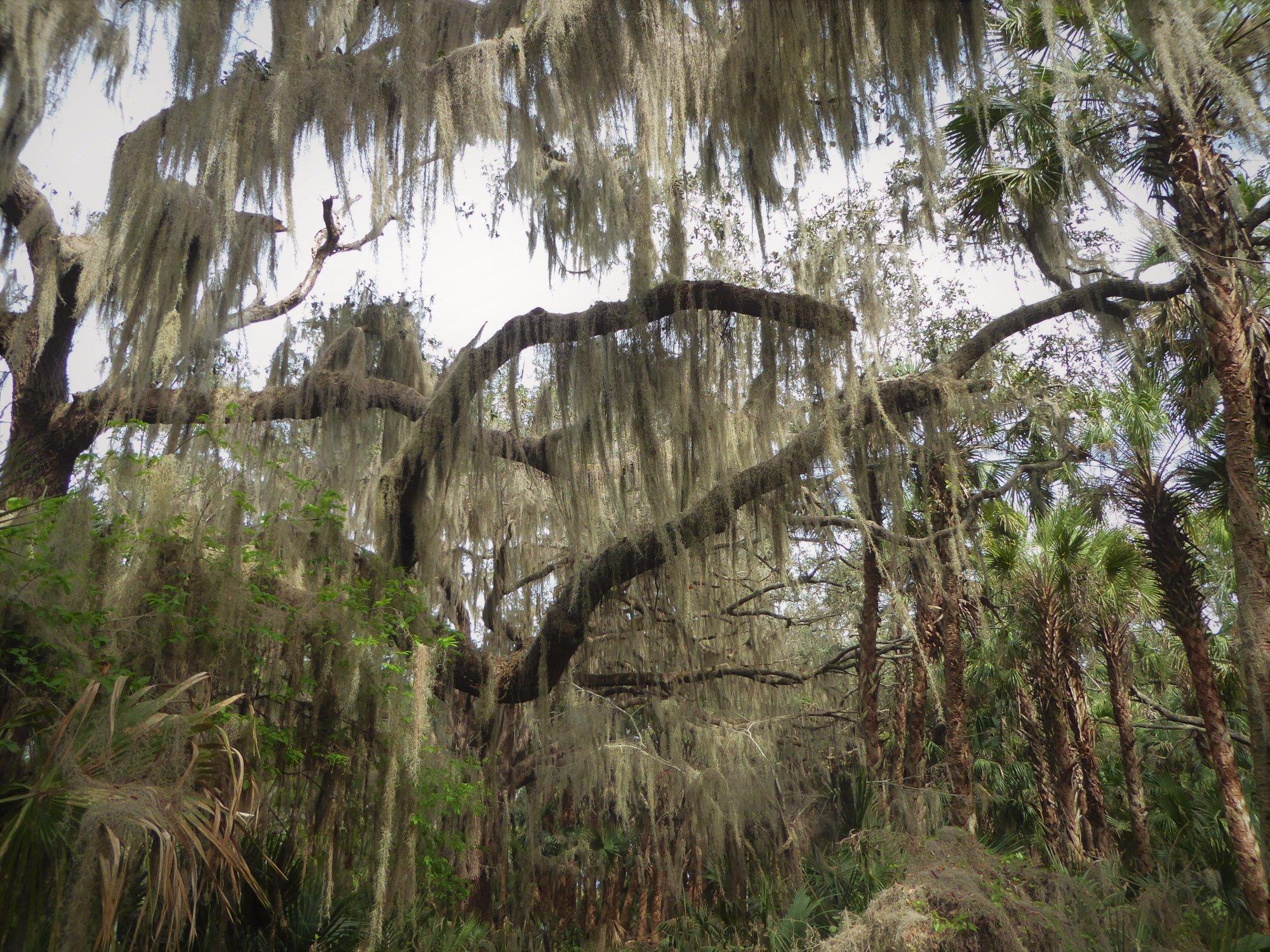 Lake Jesup Conservation Area