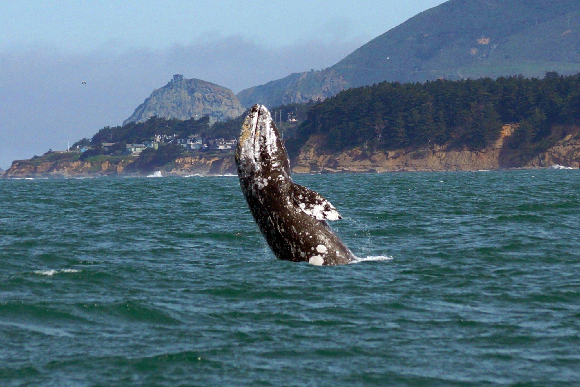 Oceanic Society - Half Moon Bay Gray Whale Watching