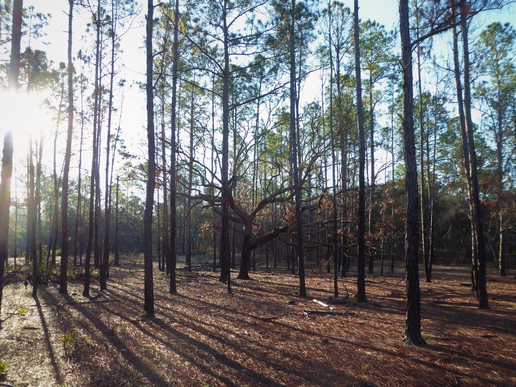 Johnson Pond Trailhead