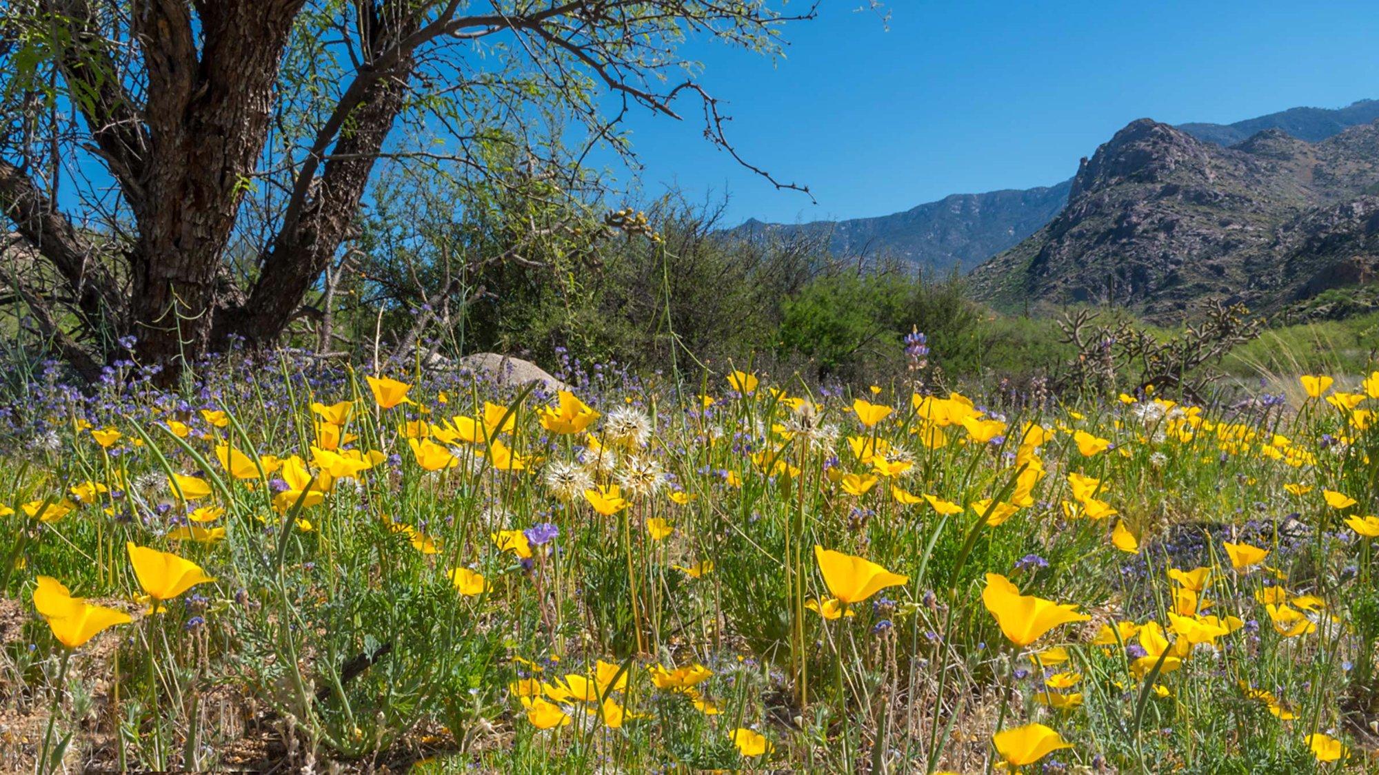 Catalina State Park