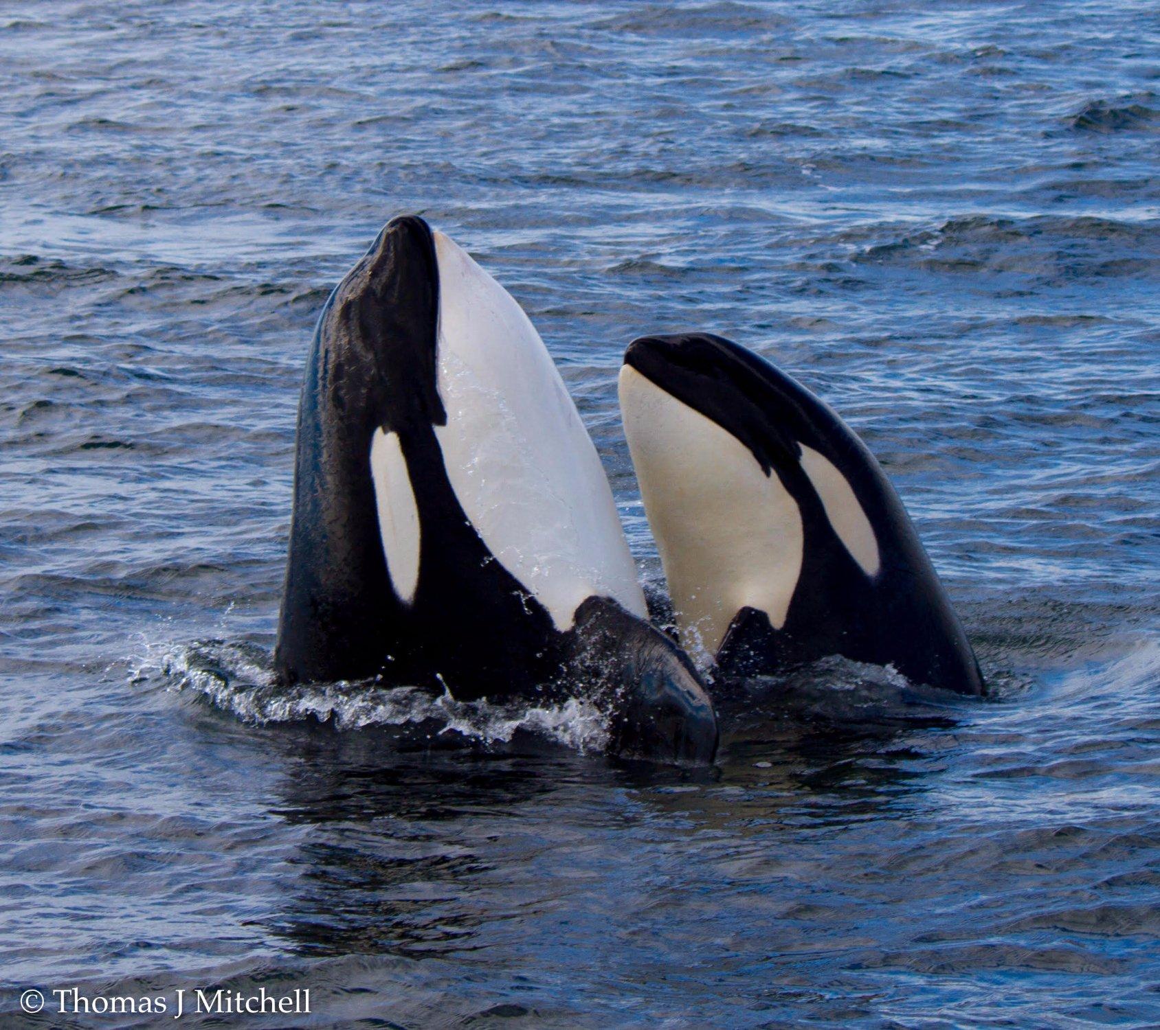 BC Whale Tours