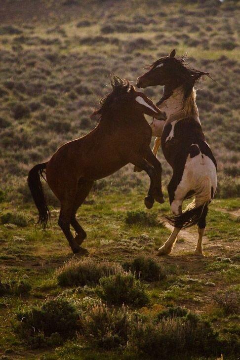 Red Canyon Wild Mustang Tours