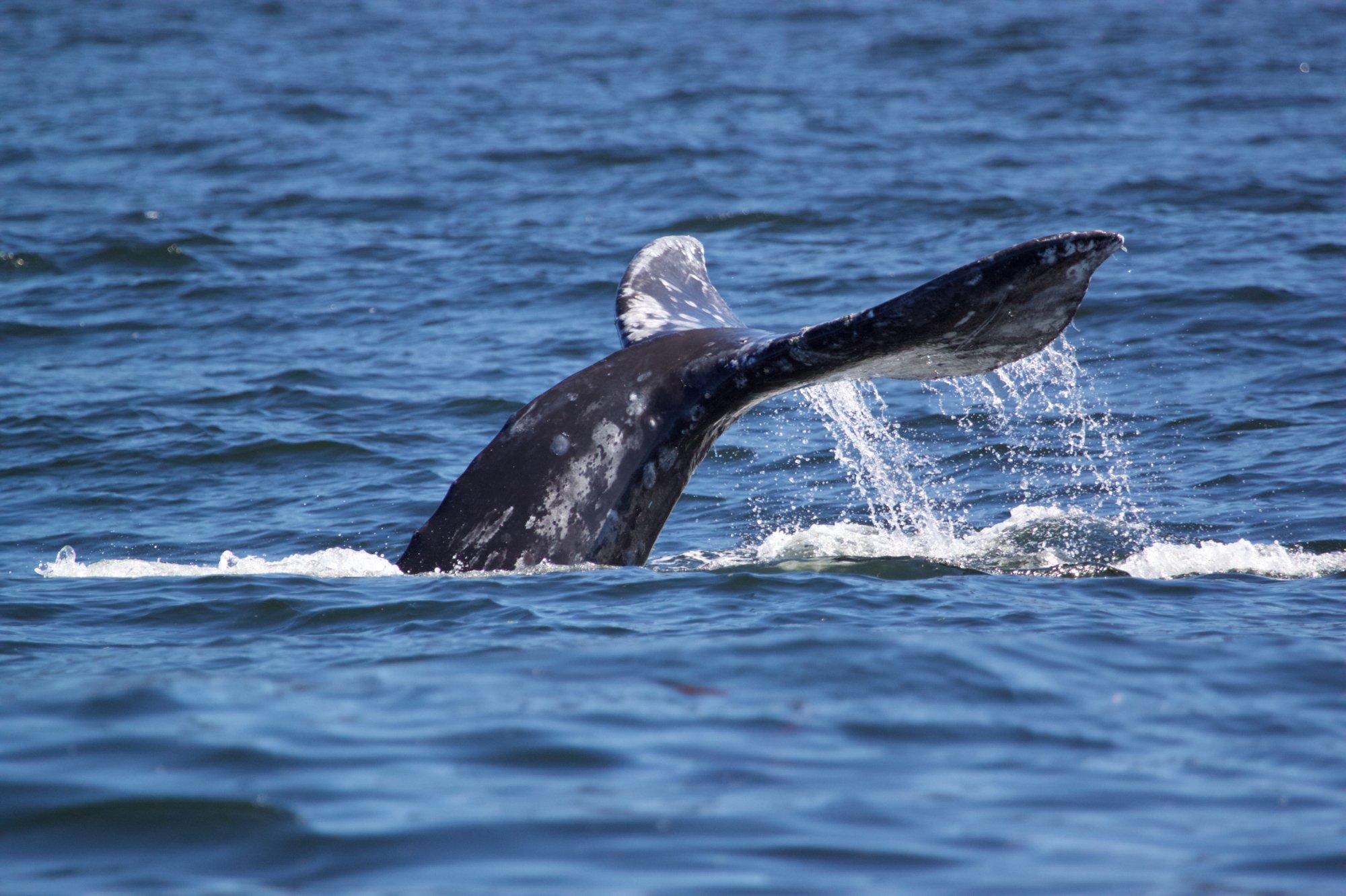 Adventure Tofino - Wildlife Tours