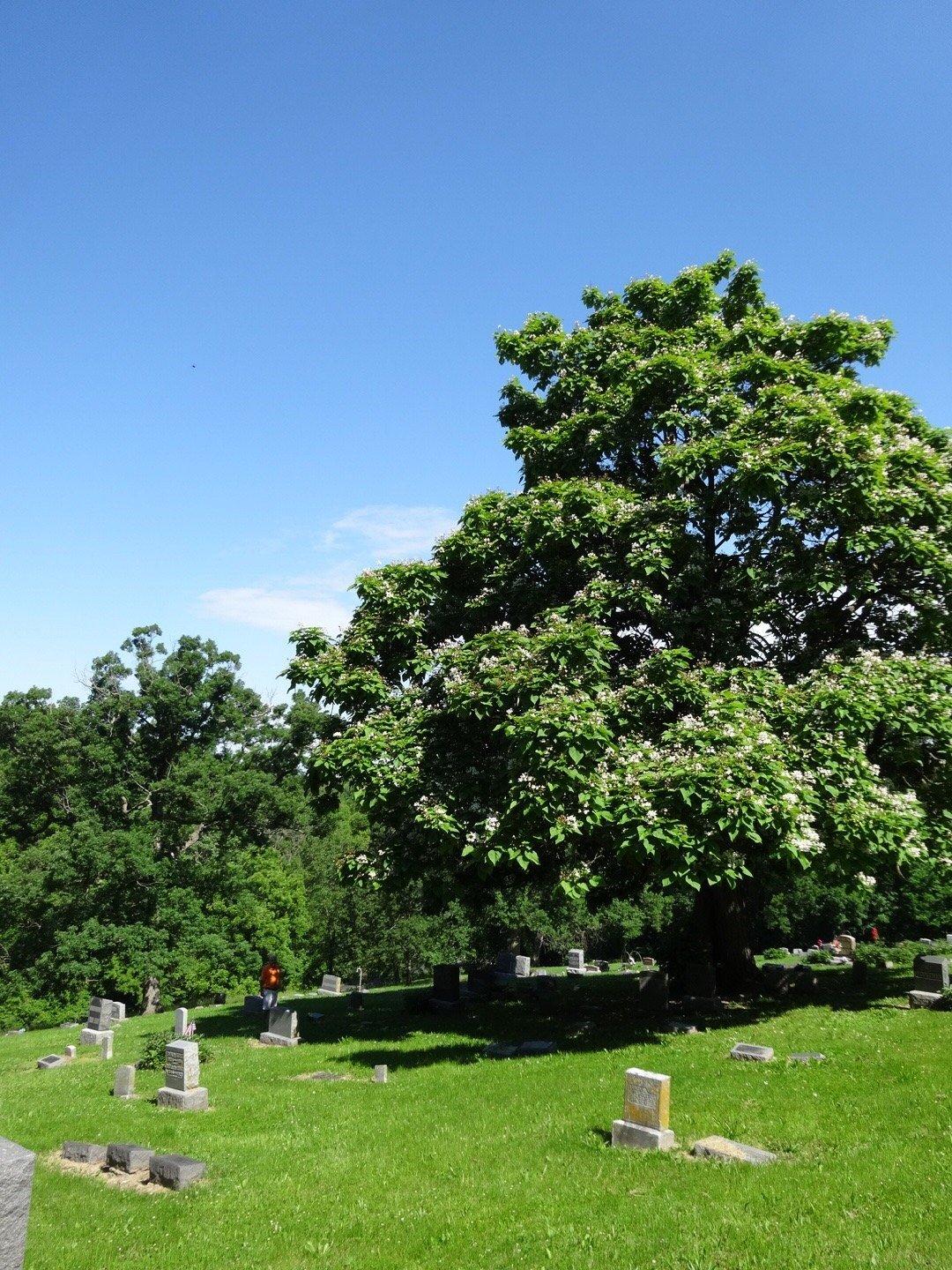 Mt Olivet Cemetery And Memorial Park