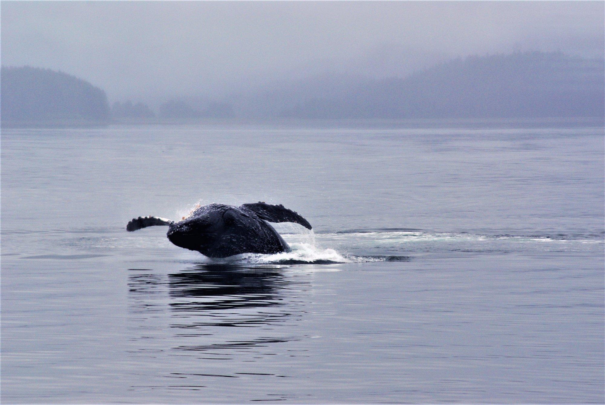 Alaska Whale Watching