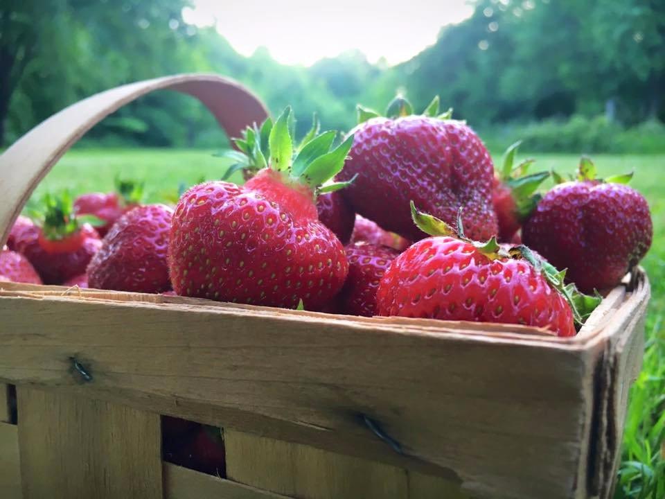 Burley Berries