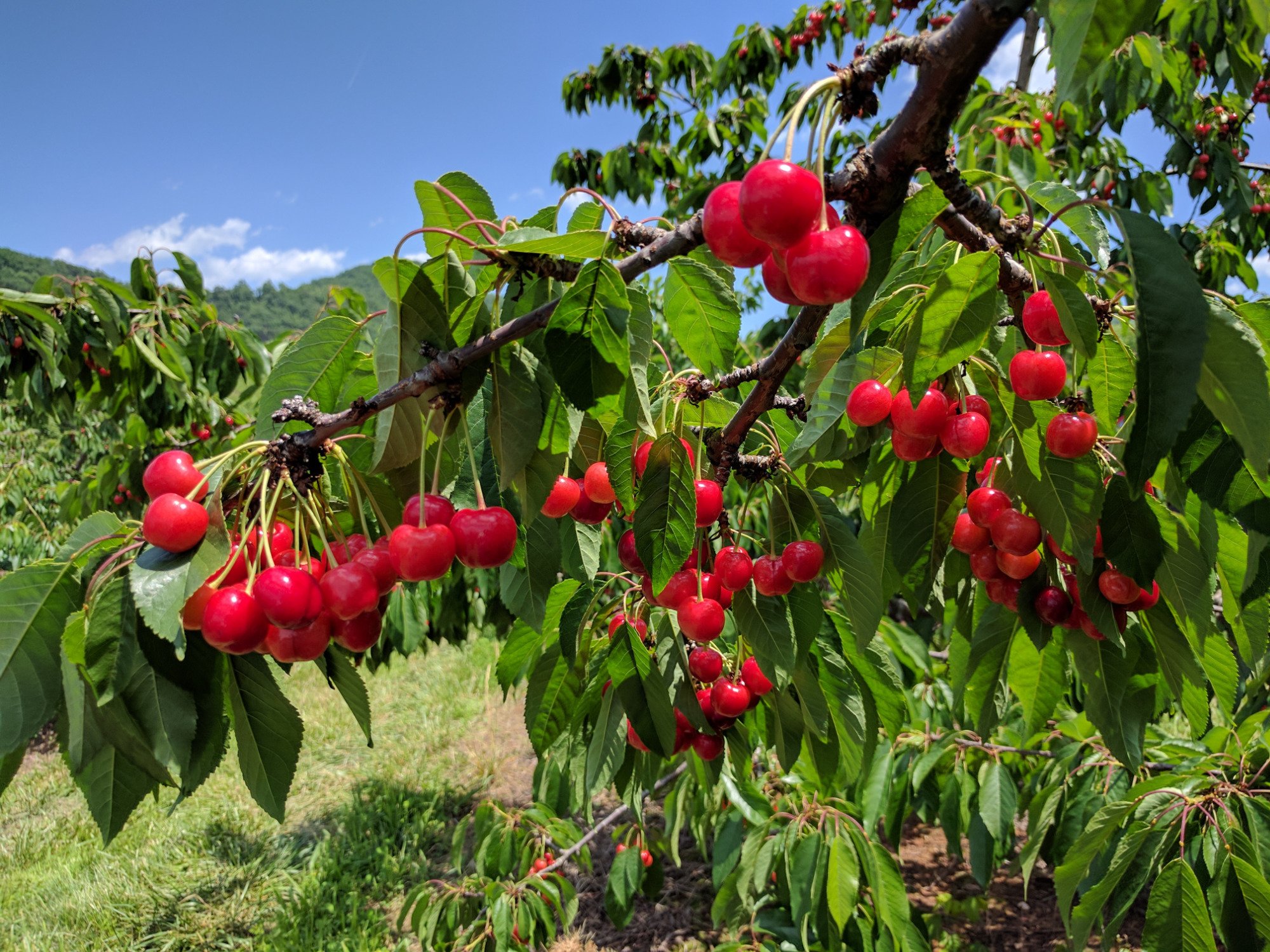 Spring Valley Orchard