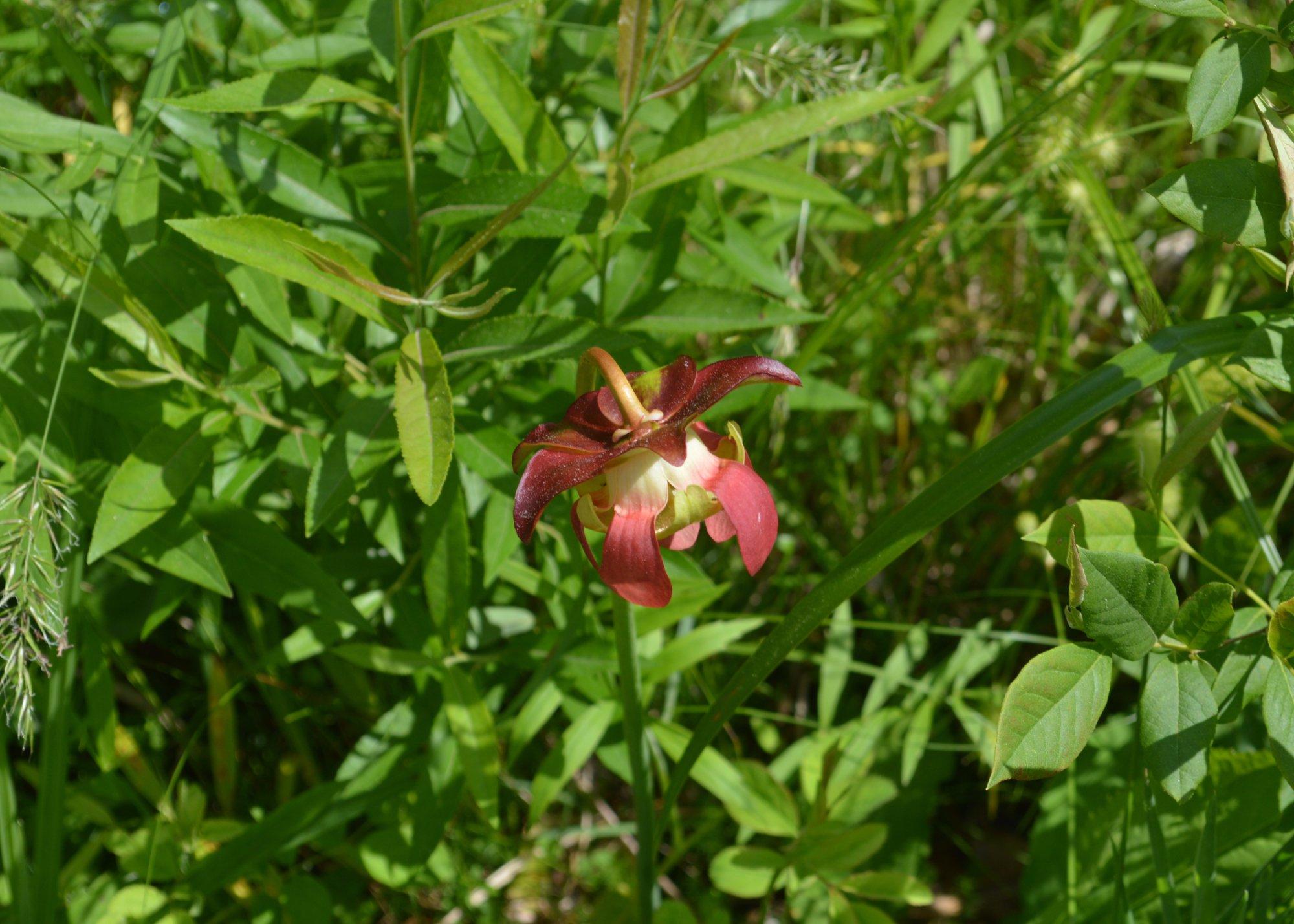 Highlands Biological Station, Nature Center and Botanical Gardens