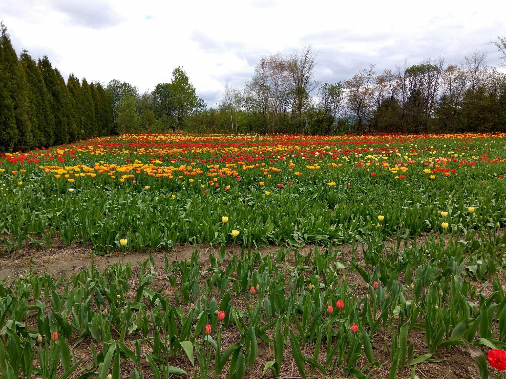 Les Fleurs Maltais