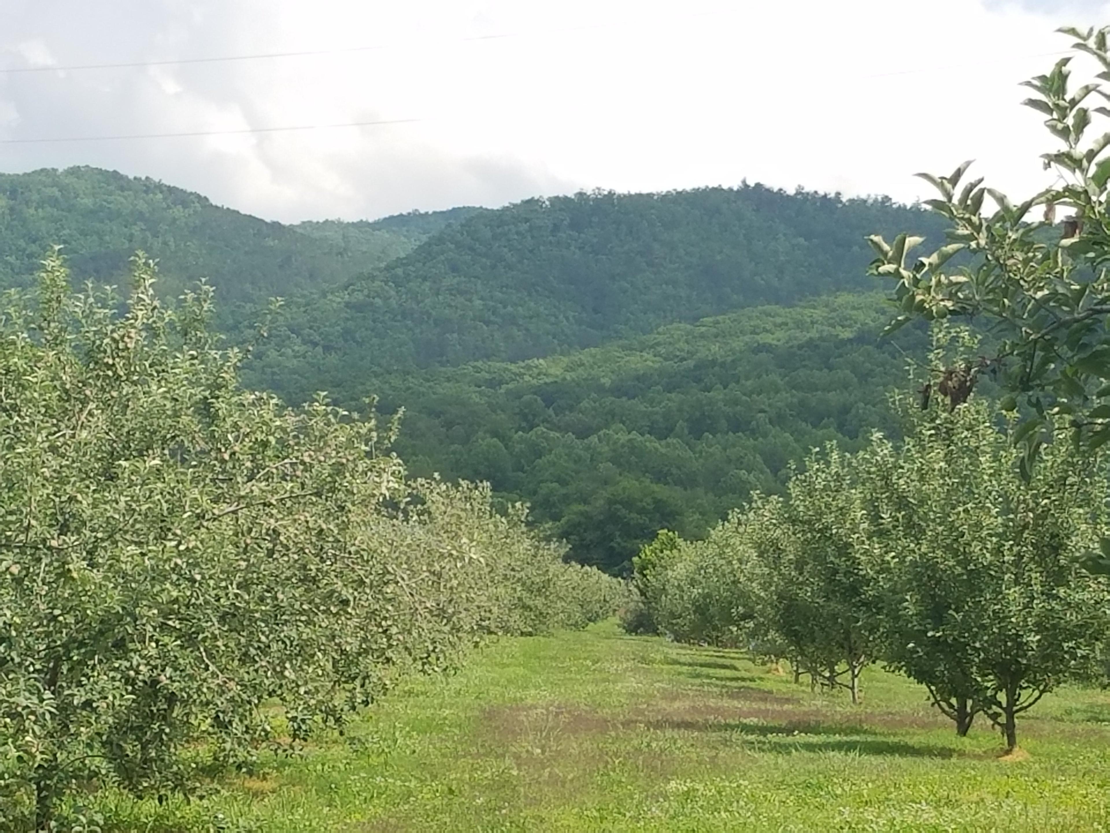 Carver Kyle Orchards