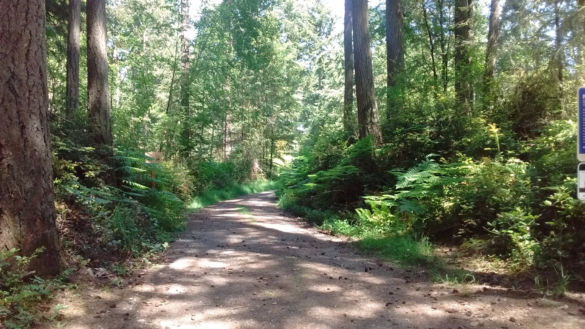 Frog Holler Forest