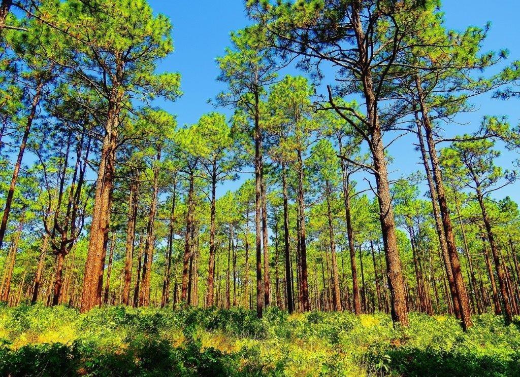 Weymouth Woods Sandhills Nature Preserve