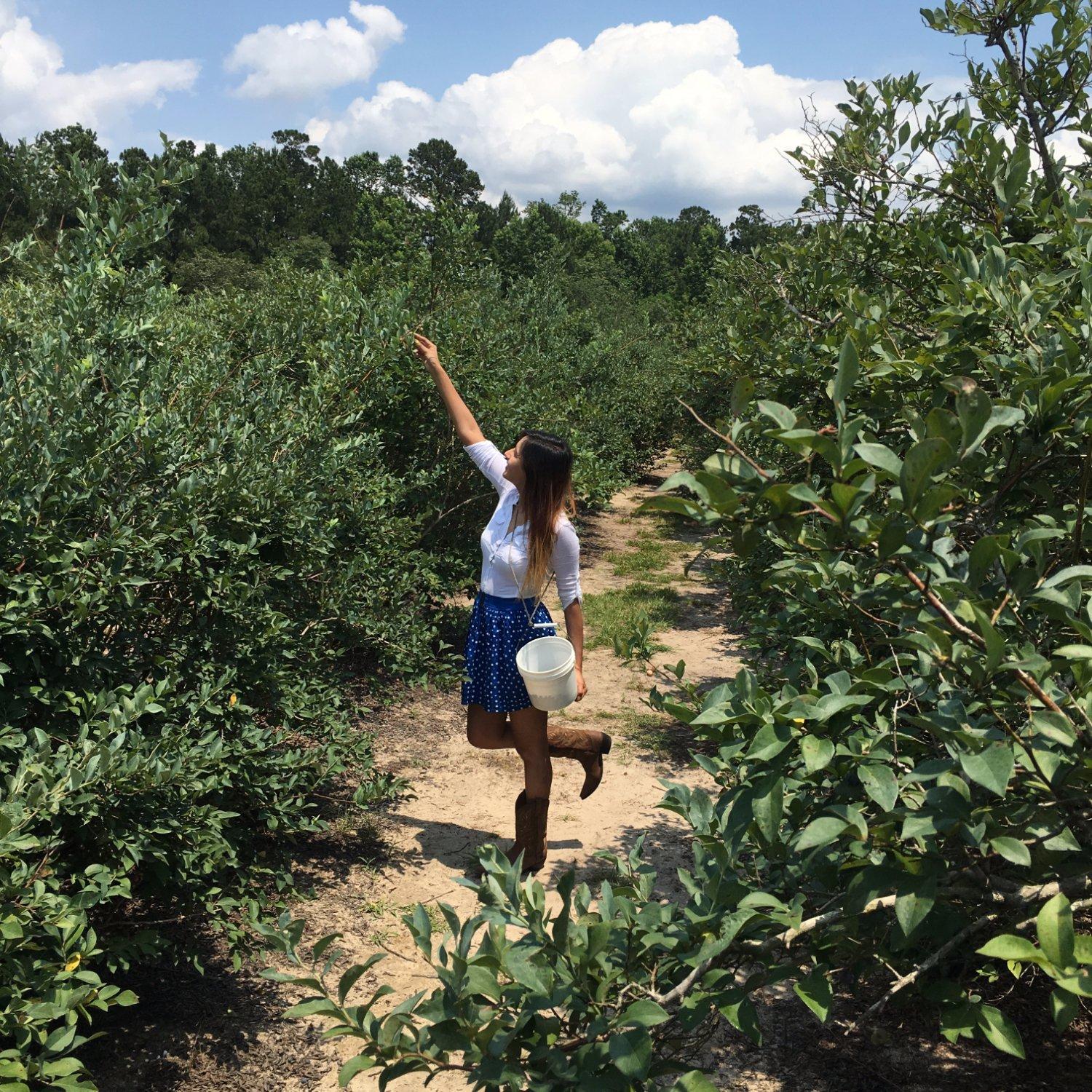 Moorhead's Blueberry Farm