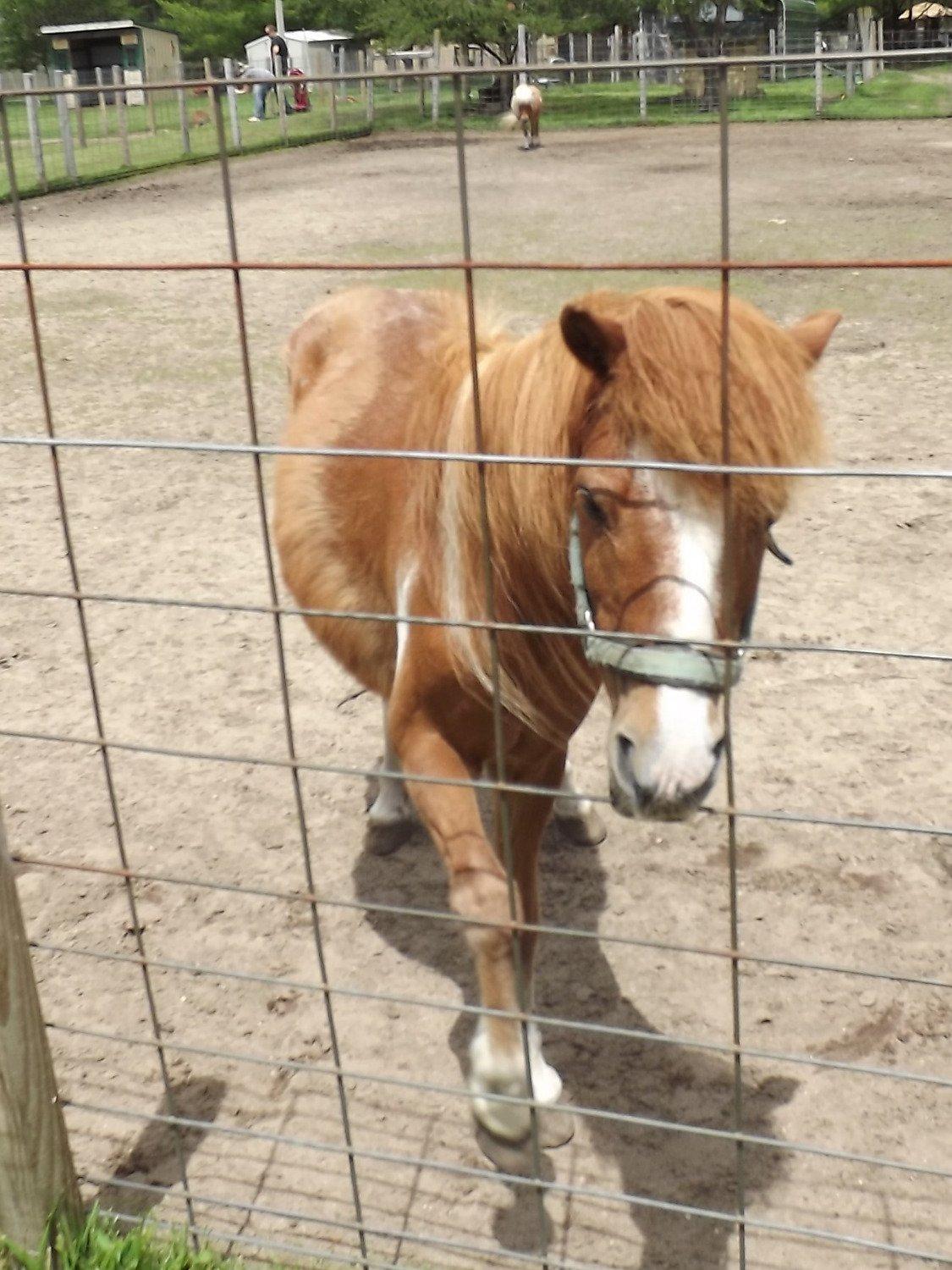 Roscommon Zoo