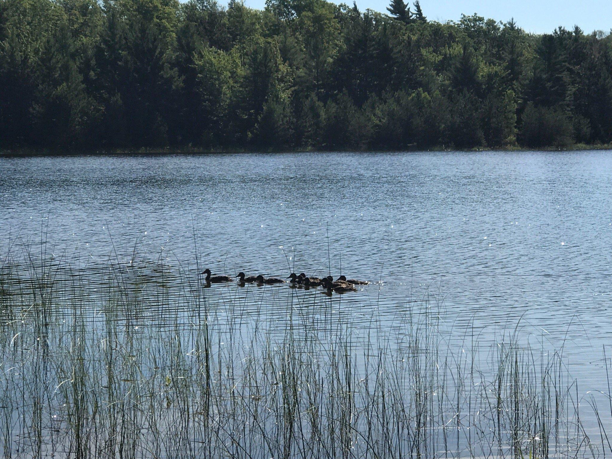 Kingston Lake State Forest Campground