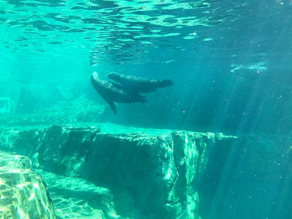 Sea Lion Landing