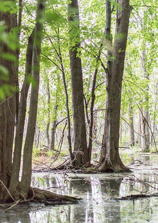 Bishop’s Bog Preserve Trail