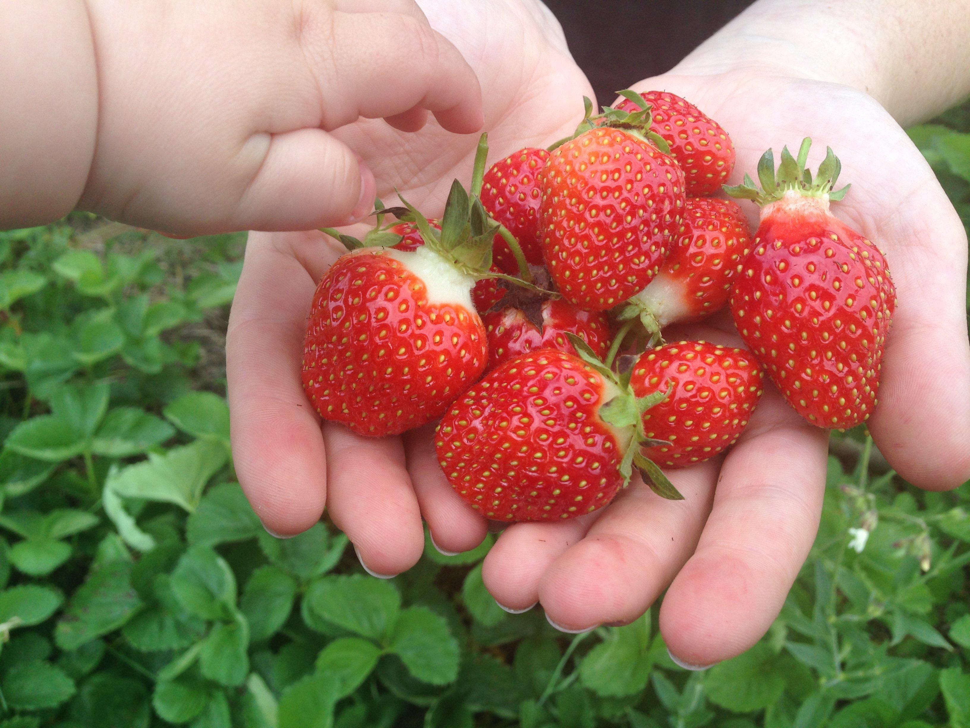 Minnesota Fresh Farm