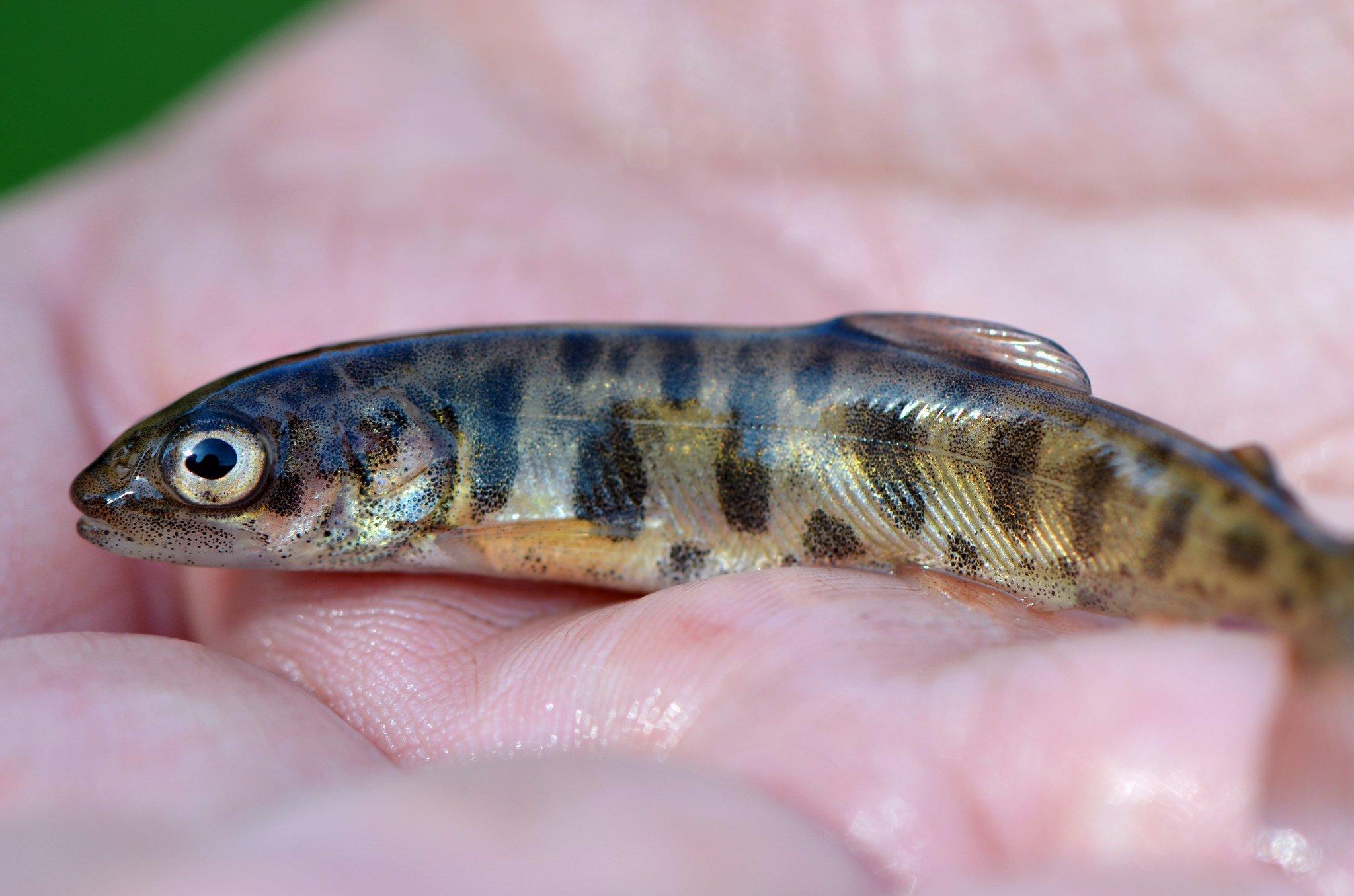 Sullivan Creek National Fish Hatchery