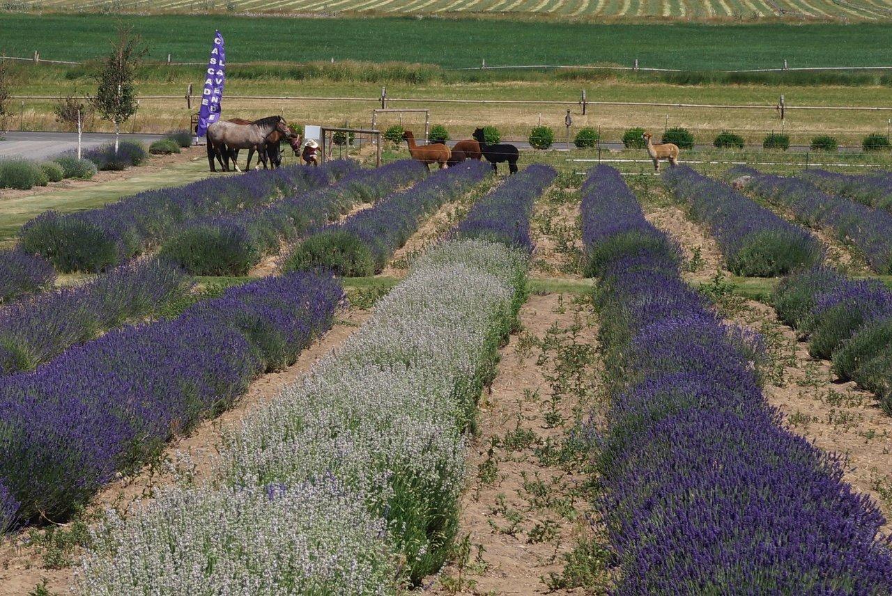 Cascade Lavender