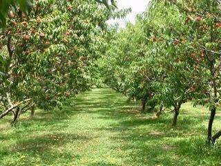 Mount Pleasant Farms