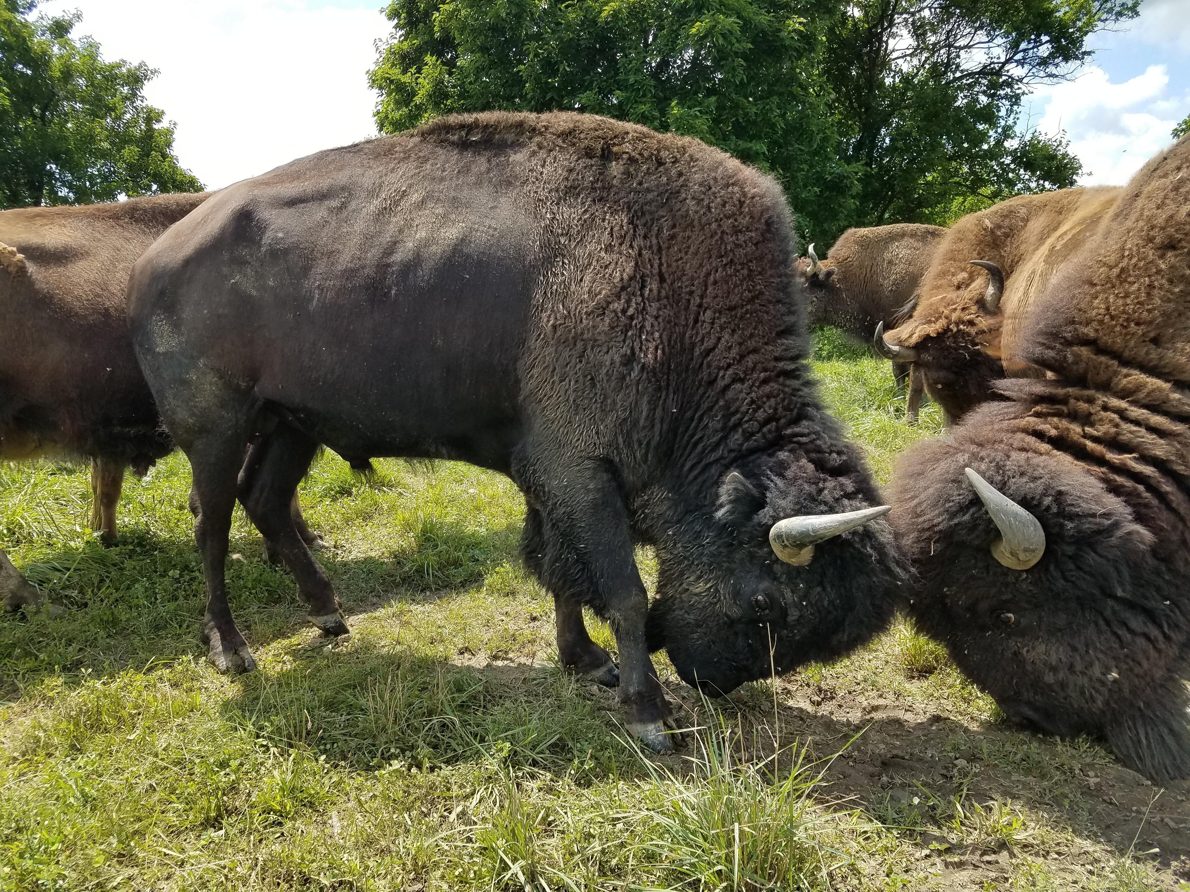 Boss Bison Ranch