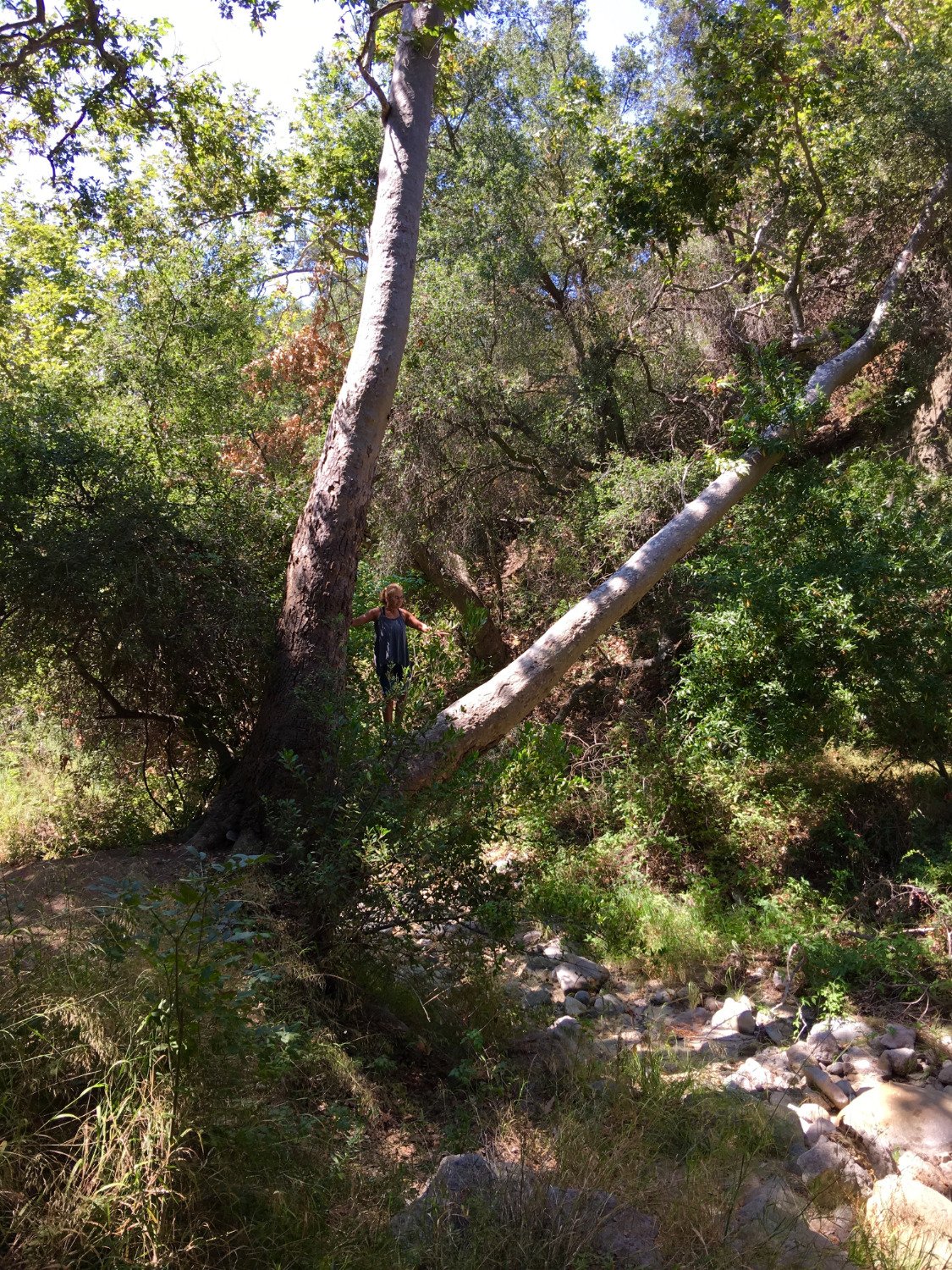 Santa Ynez Falls Trail