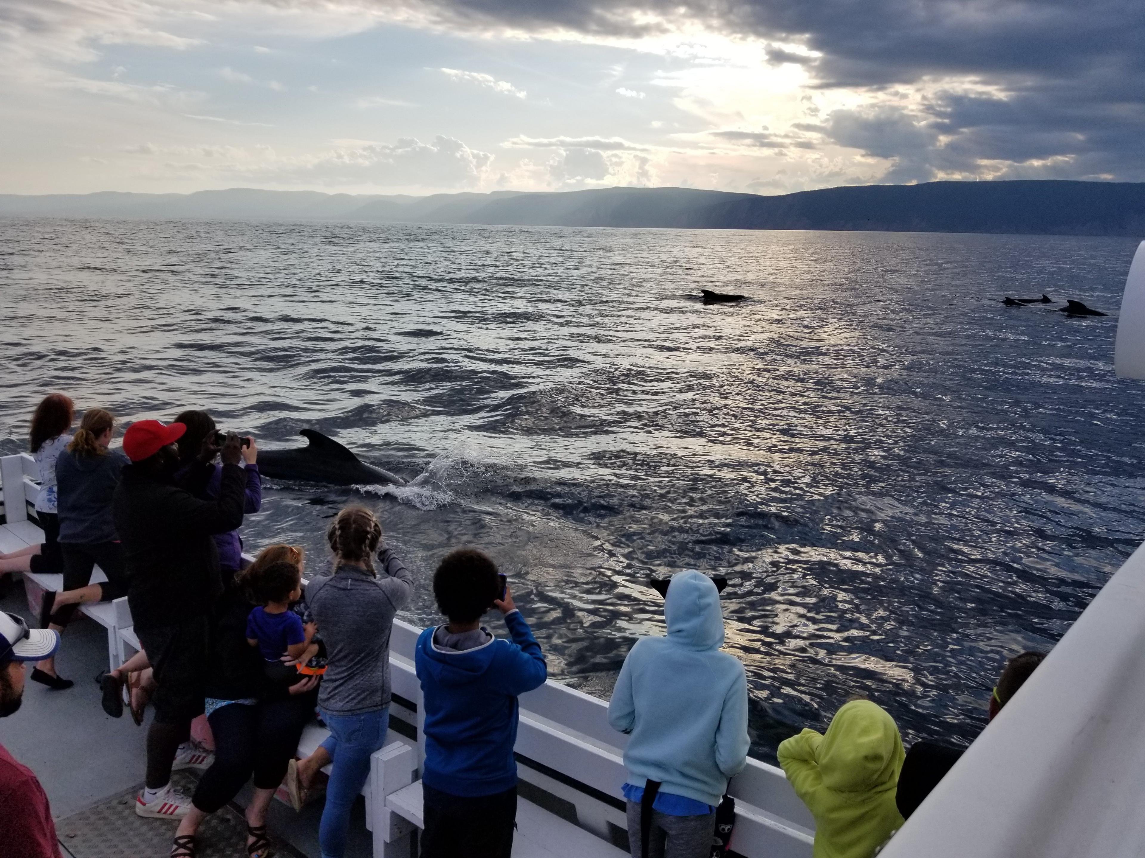 Ingonish Whale Watching