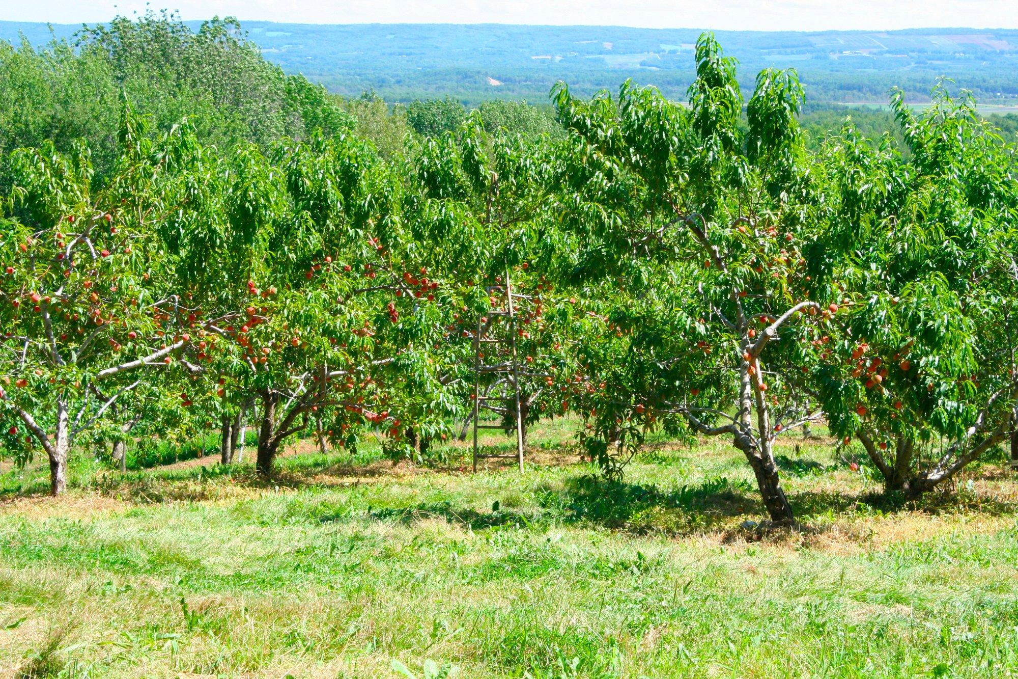 Dempsey Corner Orchards