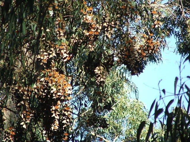 Coronado Butterfly Preserve