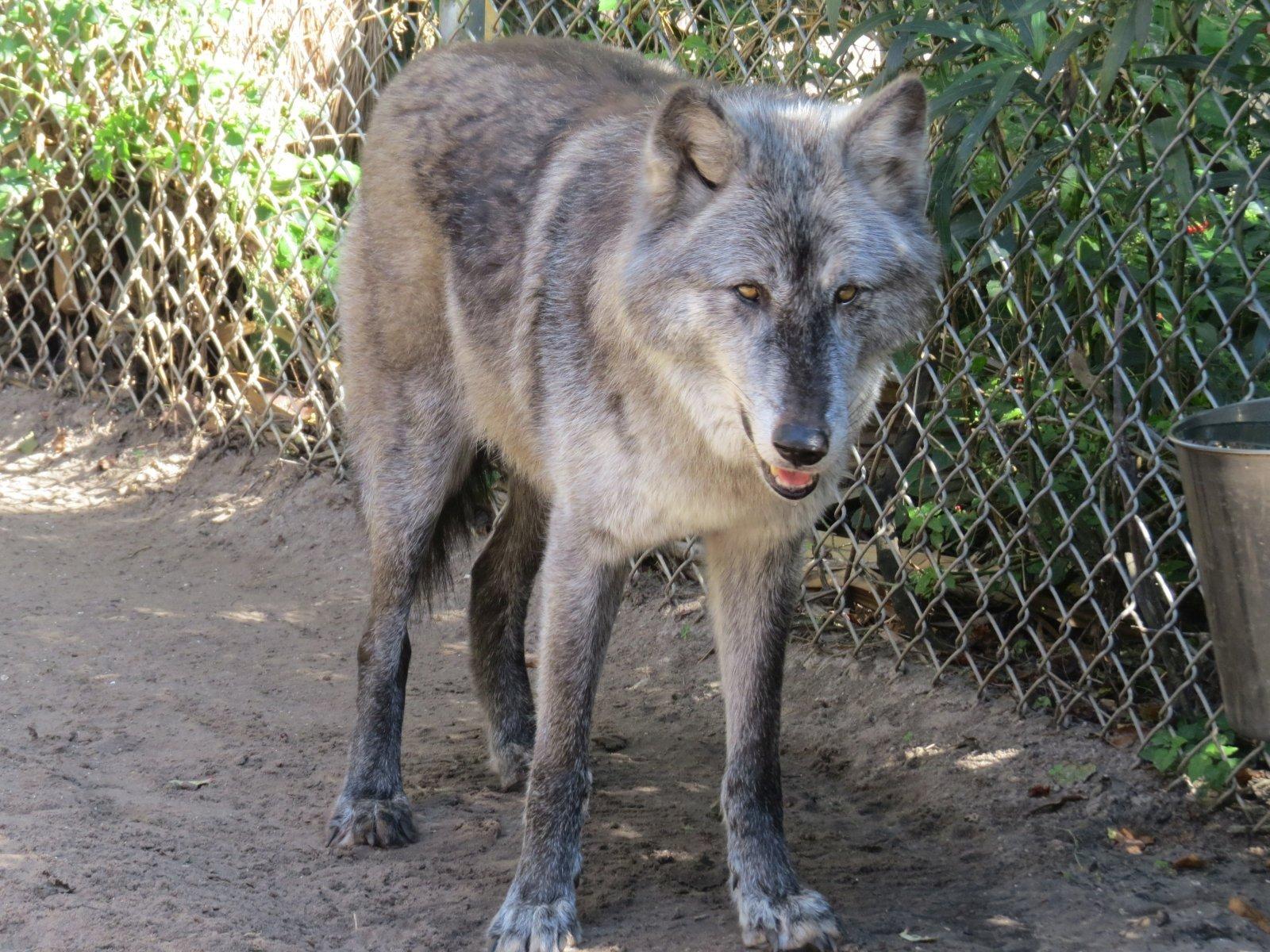 Shy Wolf Sanctuary Education & Experience Center