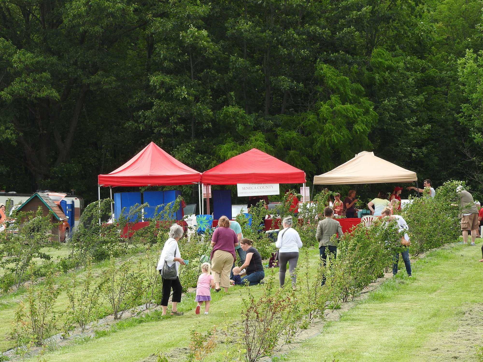 Juneberry Farm