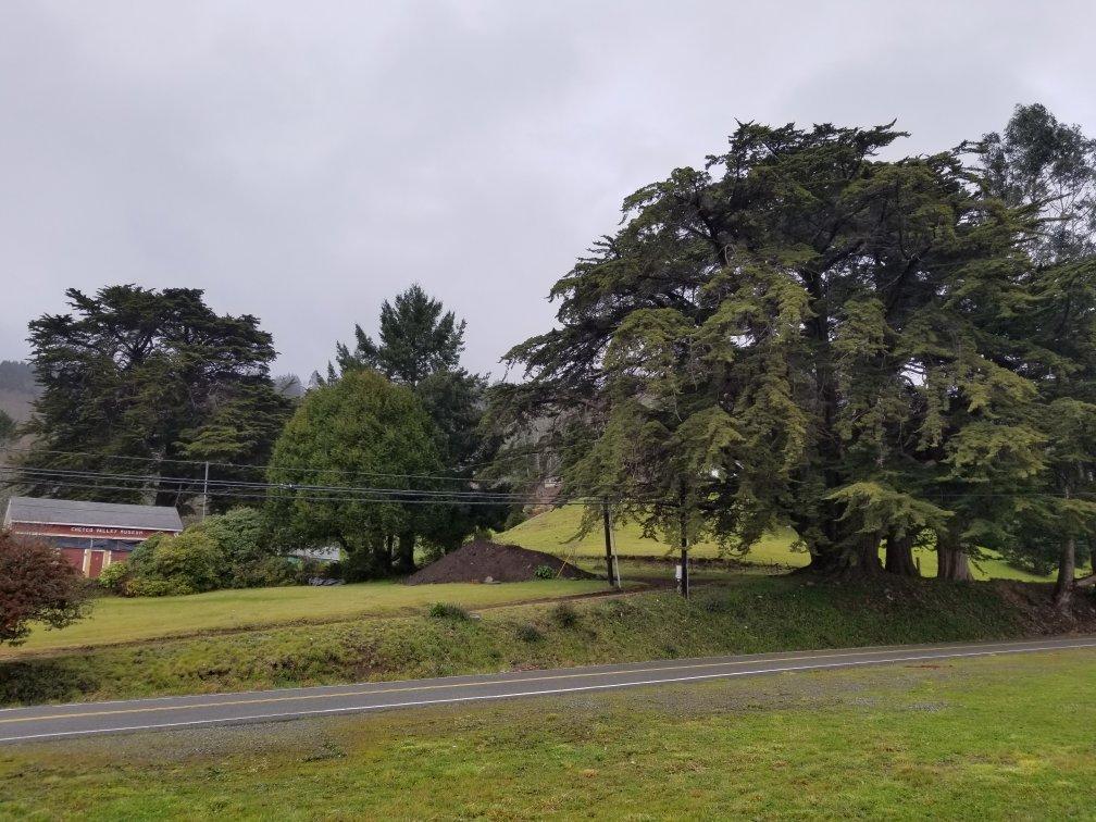 Oregon's Largest Monterey Cypress