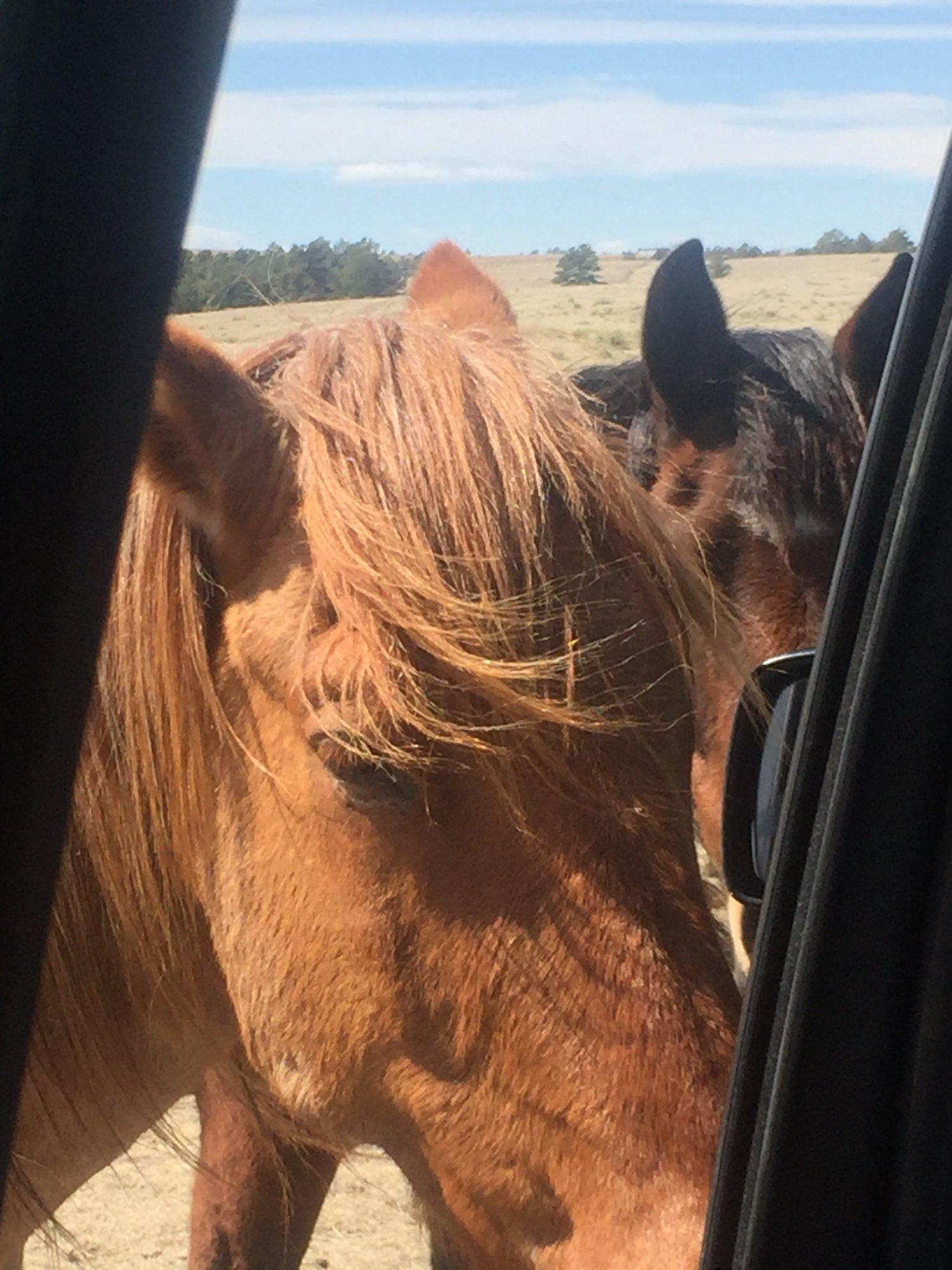 Great Escape Mustang Sanctuary