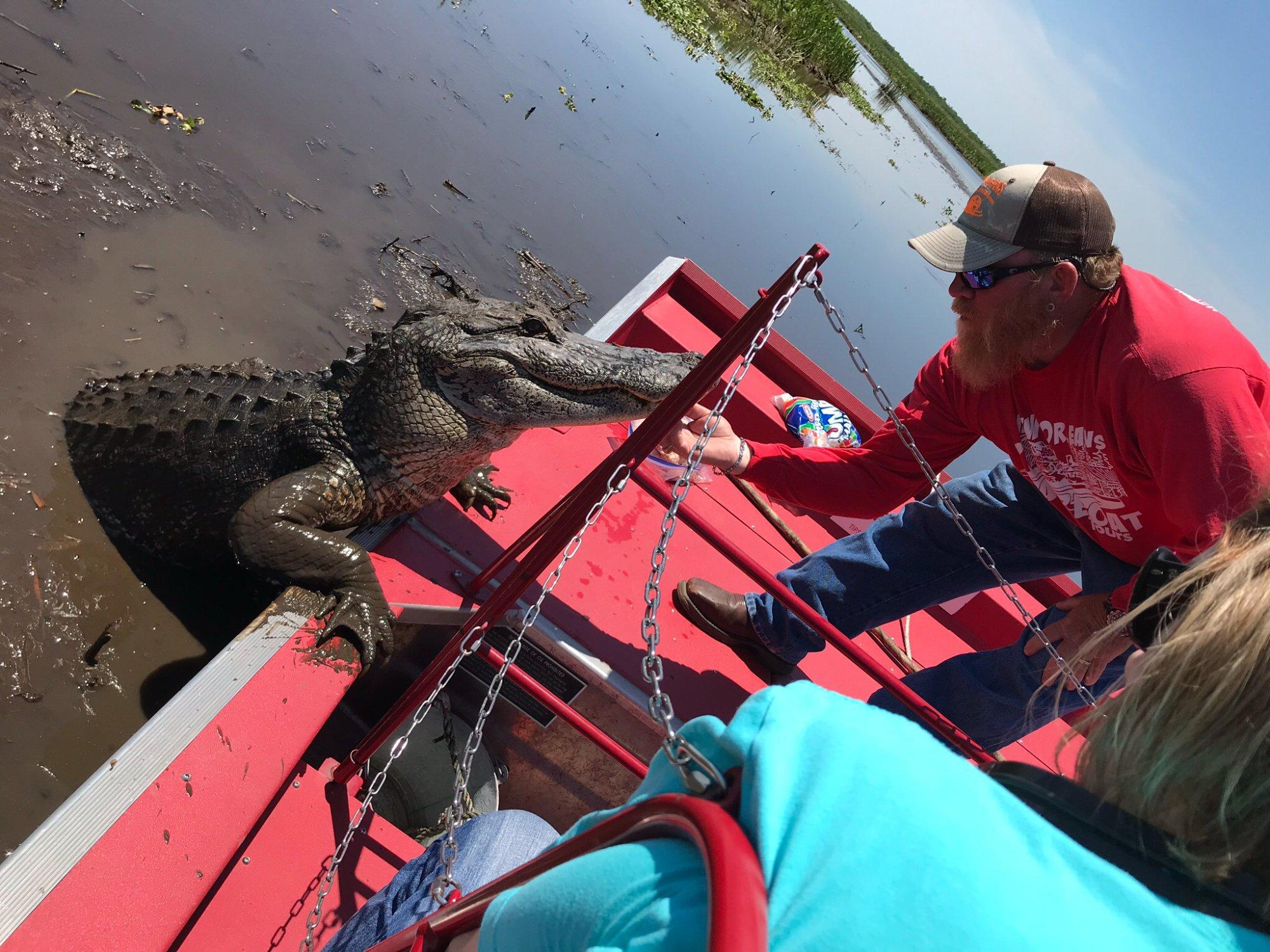 New Orleans Airboat Tours